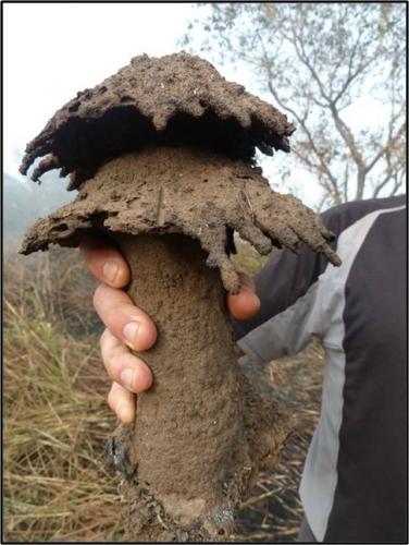 Réf. 94 566 : Cubitermes sp.