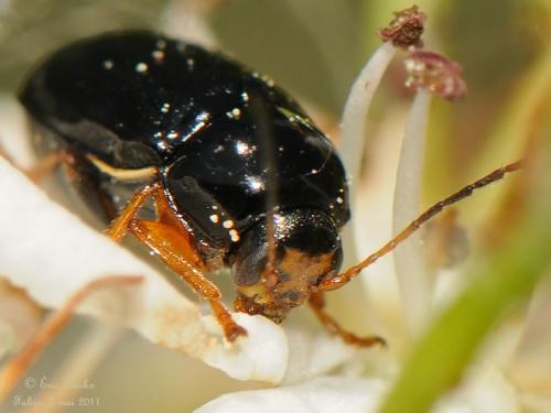 Réf. 94 067 : Cryptocephalus bameuli
