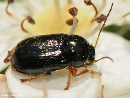 Cryptocephalus bameuli