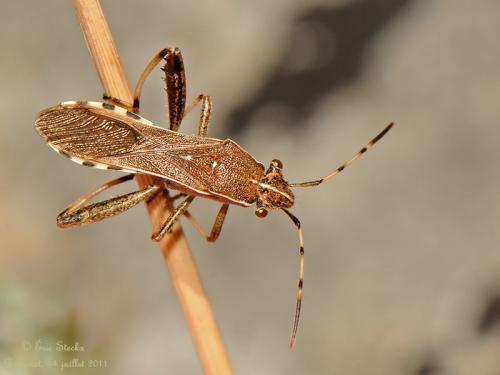 Réf. 94 951 : Camptopus lateralis