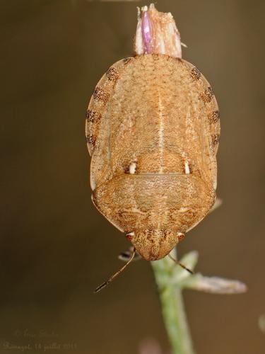 Réf. 94 966 : Eurygaster maura