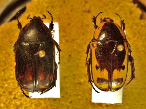 Pachnoda rufomarginata