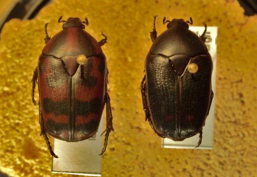 Réf. 94 975 : Pachnoda interrupta