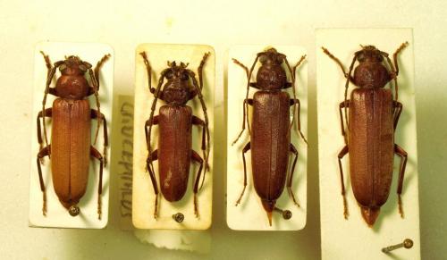 Arhopalus divers
