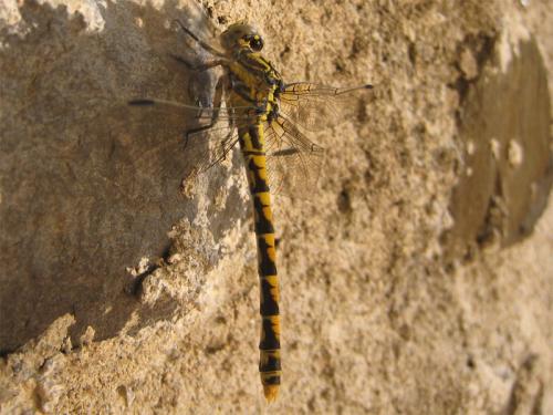 Onychogomphus uncatus