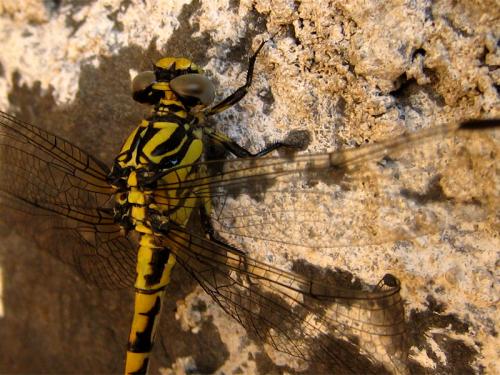 Onychogomphus uncatus