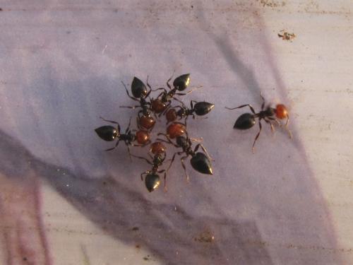 Réf. 94 343 : Crematogaster scutellaris