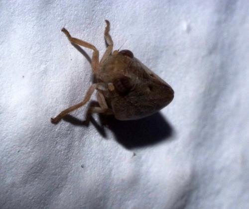Réf. 94 422 : Tingissus tangirus