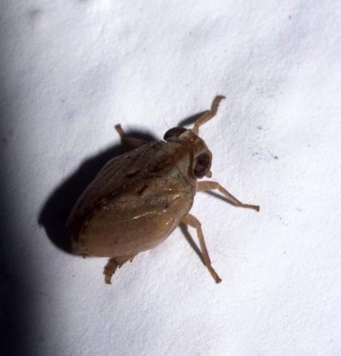 Réf. 94 423 : Tingissus tangirus