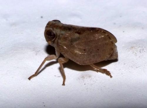 Réf. 94 424 : Tingissus tangirus