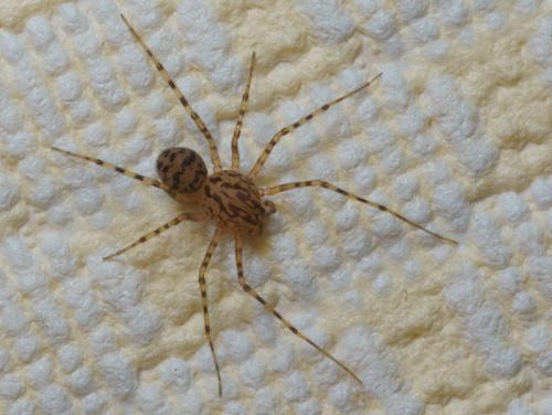 Réf. 94 182 : Scytodes thoracica