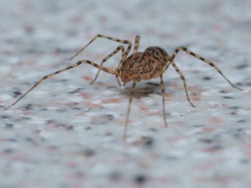 Scytodes thoracica
