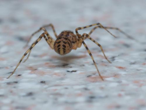 Scytodes thoracica