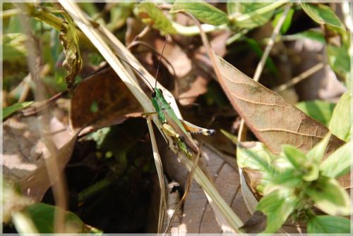 Réf. 94 445 : Ceracris nigricornis
