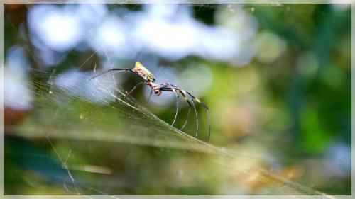 Nephila sp.