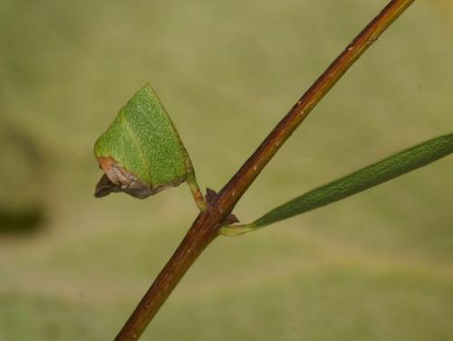 Caloptilia cuculipennella