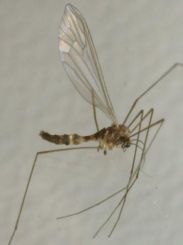 Réf. 94 909 : Trichocera annulata