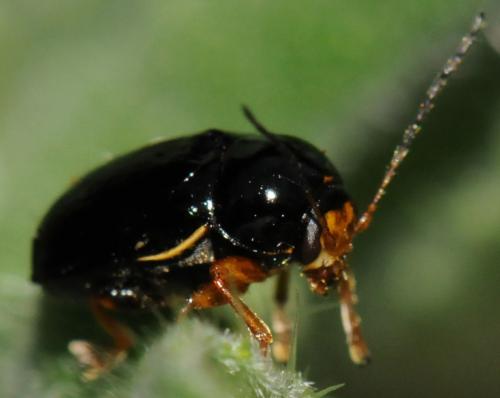 Cryptocephalus flavipes