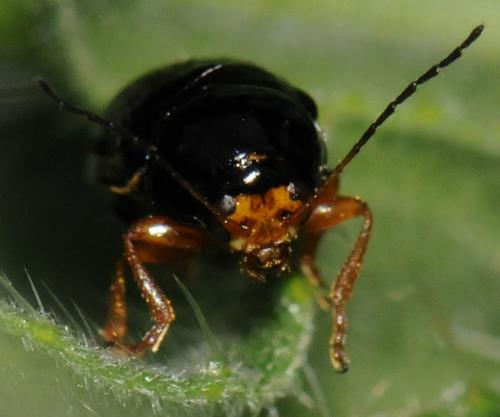 Cryptocephalus flavipes