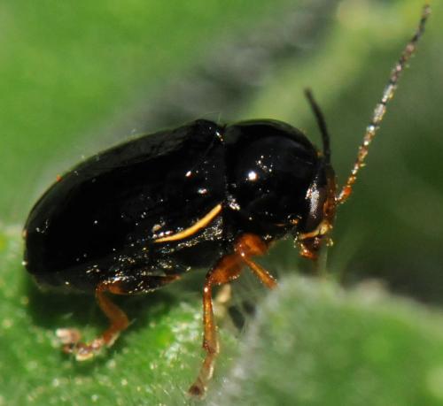 Cryptocephalus flavipes