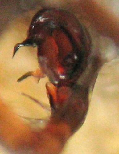 Réf. 94 028 : Tegenaria dalmatica