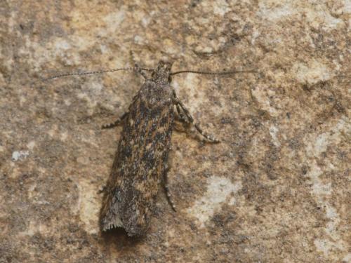 Tuta absoluta
