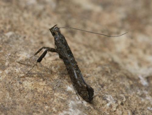 Réf. 94 249 : Caloptilia cuculipennella