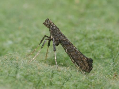 Réf. 94 250 : Caloptilia cuculipennella