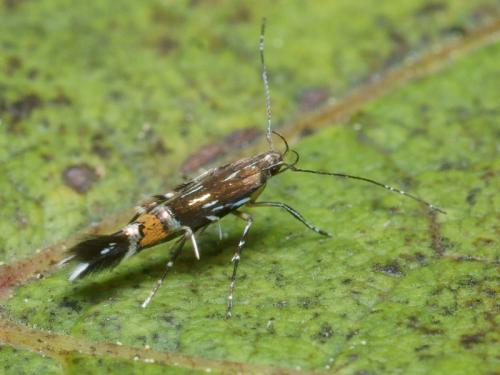 Réf. 94 378 : Cosmopterix pulchrimella