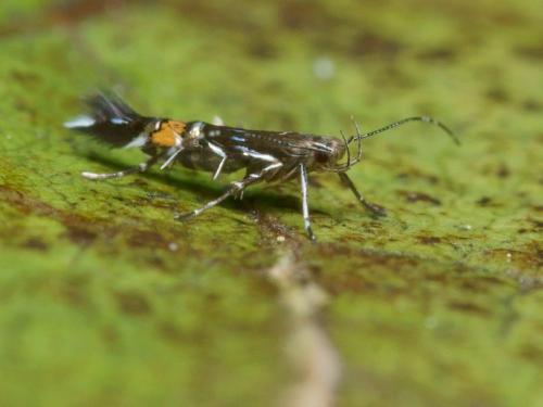 Réf. 94 379 : Cosmopterix pulchrimella