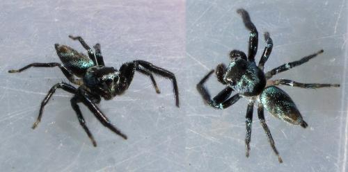 Réf. 94 896 : Thiania sp.