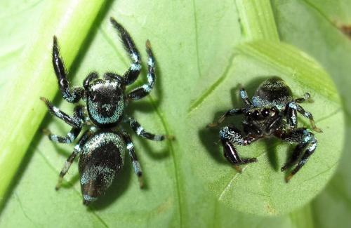 Réf. 94 897 : Thiania sp.