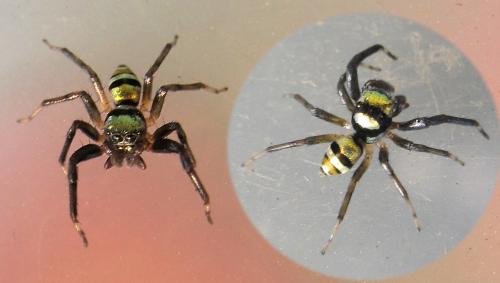 Réf. 94 505 : Phintella vittata