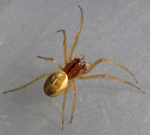 Réf. 94 143 : Pachygnatha clercki