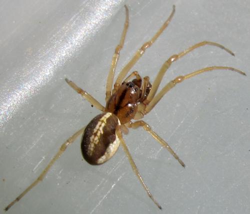 Pachygnatha clercki