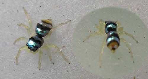 Réf. 94 506 : Phintella vittata