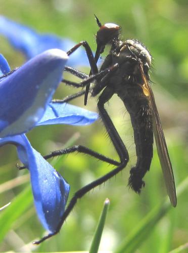 Empis sp.