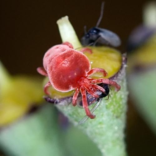Réf. 94 432 : Allothrombium sp.