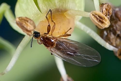 Apiloscatopse flavicollis