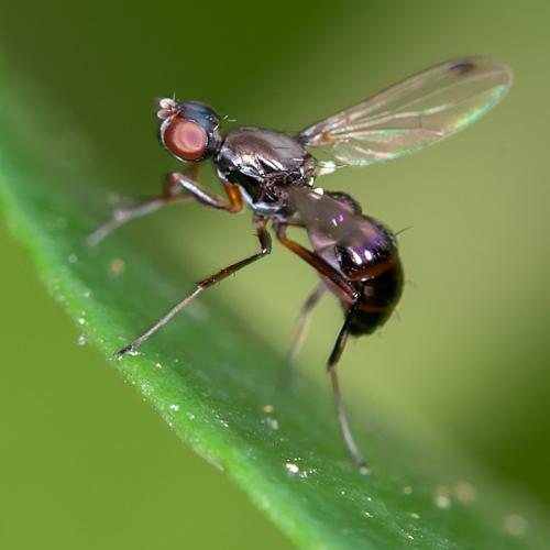 Réf. 94 839 : Sepsis sp.