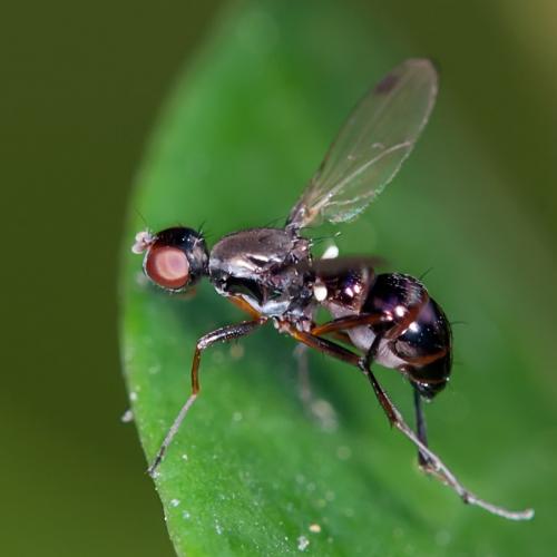 Sepsis sp.