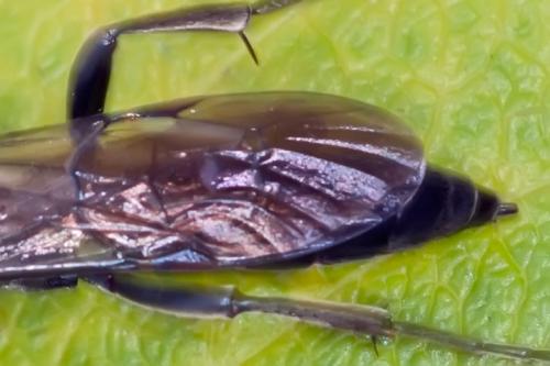 Réf. 94 652 : Ichneumoninae inconnu