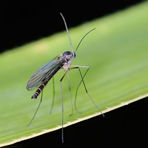 Bolitophila sp.