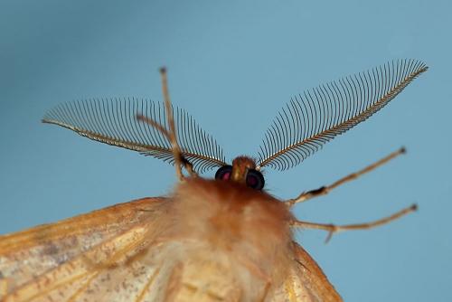 Colotois pennaria