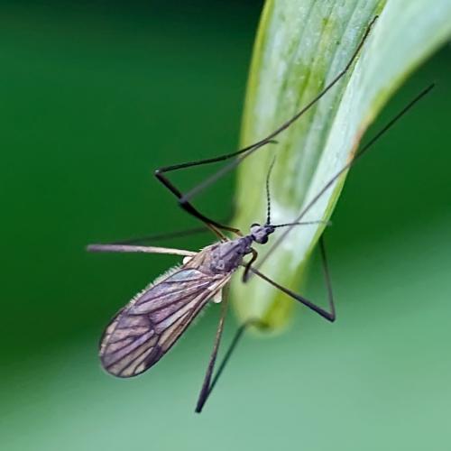 Ormosia sp.