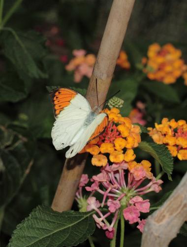 Hebomoia glaucippe