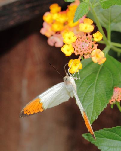 Hebomoia glaucippe