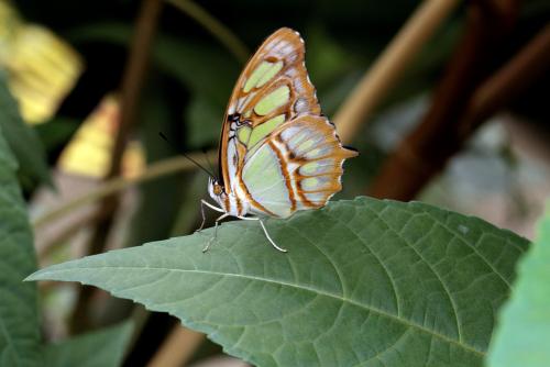 Siproeta stelenes