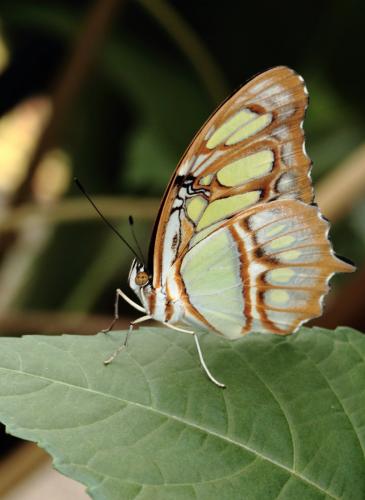 Siproeta stelenes