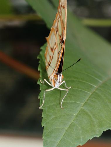 Siproeta stelenes